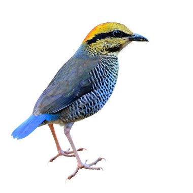 Mavi Pitta (Hydrornis siyaneus) sarıdan turuncuya kadar güzel mavi kuş ve beyaz arka planda tamamen izole edilmiş küçük kanatlar, muhteşem doğa.