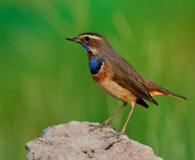 Mavi boğaz (Luscinia svecica) açık tarım arazisindeki toprak kayanın üzerinde tüneyen güzel kahverengi kuş, doğayı büyüledi.