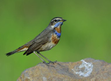 Mavi boğaz (Luscinia svecica) kahverengi kuş tüneyen kaya açık tarım arazisinde güzel boynunu gösterir, doğa büyülenir