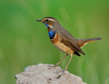 Mavi gırtlak (Luscinia svecica) kayanın üzerinde mavi boynu olan güzel kahverengi kuş tüylerini yeşil bulanık arka planda, egzotik doğada gösterir.