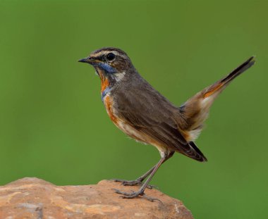 Mavi Boğaz (Luscinia svecica) boynunda turuncu ve mavi tüyleri olan güzel kahverengi kuş kuyruğunu sallayan, büyüleyici bir yaratıkla toprak kayaya tünemiş.
