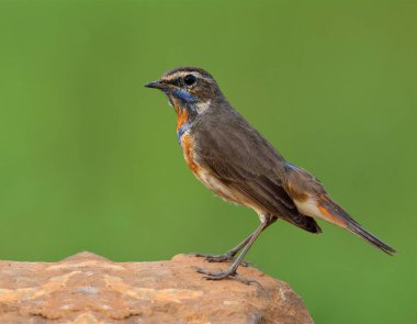 Mavi Boğaz (Luscinia svecica) boynunda turuncu ve mavi tüyleri olan güzel kahverengi kuş, tepeden tırnağa detaylarla kayanın üzerinde duruyor, büyüleyici bir yaratık.