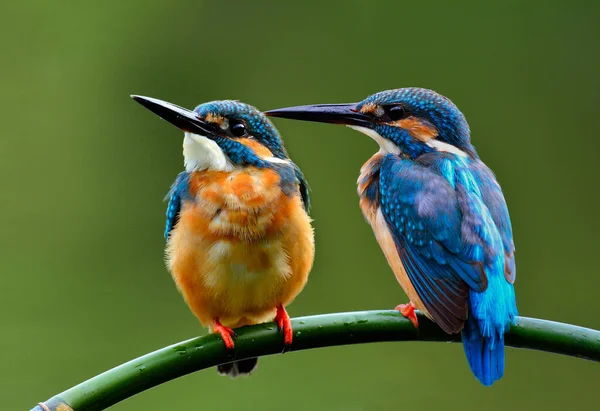 Härlig Par Common Kingfisher Alcedo Atthis Vacker Blå Fågel Sittande — Stockfoto