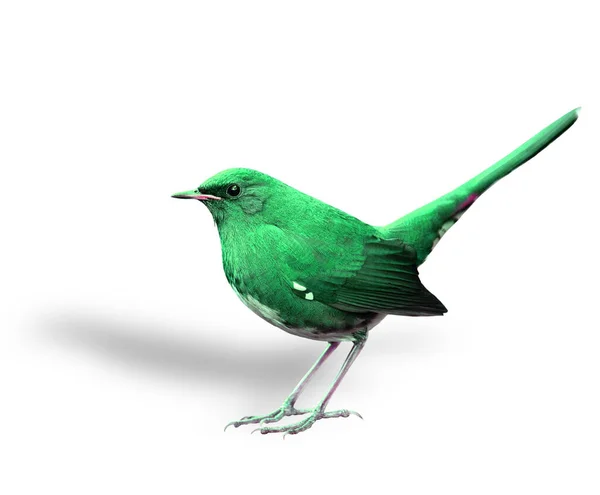 Hermoso Pájaro Verde Con Alta Cola Levantamiento — Foto de Stock