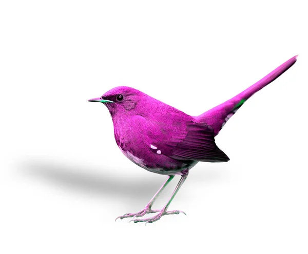 Mooie Roze Vogel Met Hoge Staart Tillen — Stockfoto
