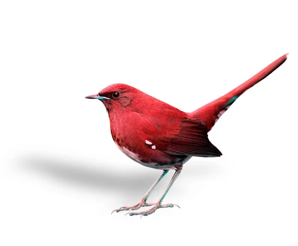 Mooie Rode Vogel Met Hoge Staart Tillen — Stockfoto