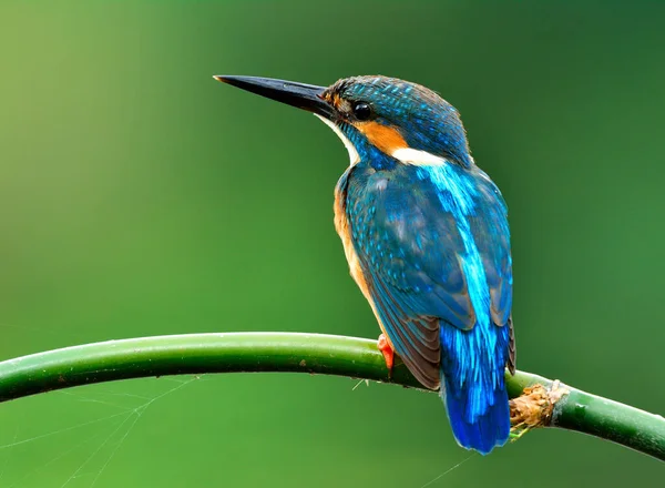 Bellissimo Uccello Blu Martin Pescatore Comune Alcedo Atthis Seduto Ramo — Foto Stock