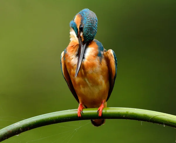 Blauwe Vogel Ijsvogel Alcedo Atthis Bamboe Tak Beek Schoonmaken Van — Stockfoto
