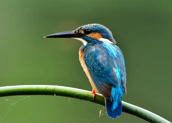 Burung Biru Common Kingfisher Alcedo Atthis Bertengger Cabang Bambu Menangkap — Stok Foto