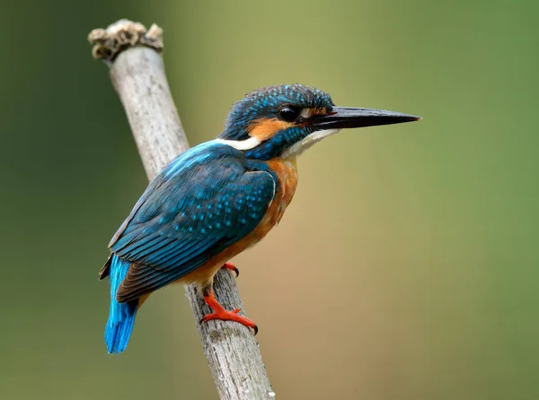 Blauer Vogel Eisvogel Alcedo Atthis Hockt Auf Getrocknetem Bambusholz Bach — Stockfoto