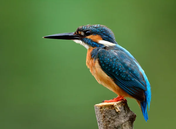 Uccello Azzurro Martin Pescatore Comune Alcedo Atthis Appollaiato Sul Palo — Foto Stock