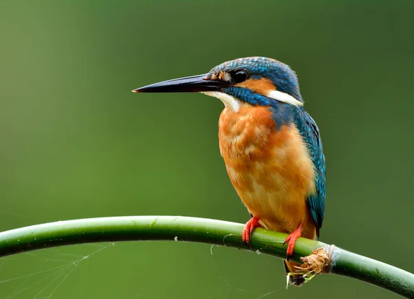 Blå Fågel Kungsfiskare Alcedo Som Sitter Grenen Över Grön Bakgrund — Stockfoto