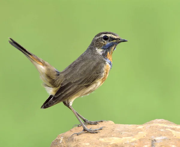 Tenggorokan Biru Luscinia Svecica Burung Coklat Yang Indah Dengan Bulu — Stok Foto