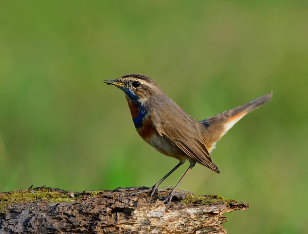 Bluethroat (Luscinia svecica) a  beautiful brown bird with coloful orange ad blue neck perching on wood showing its side feathers with tail wagging over fine green blur background, exotic nature