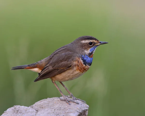 Bluethroat Luscinia Svecica Beautiful Brown Bird Blue Neck Perching Rock — Stock Photo, Image