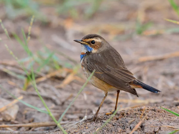 Bluethroat Luscinia Svecica Bel Oiseau Brun Avec Cou Bleu Coloré — Photo