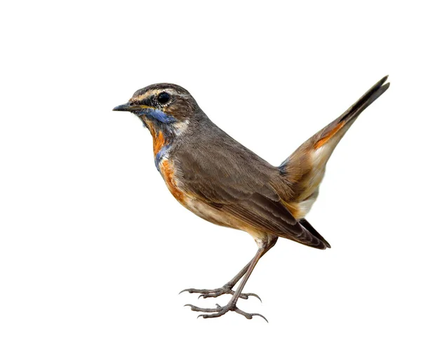 Bluethroat Luscinia Svecica Όμορφο Καφέ Πουλί Πορτοκαλί Και Μπλε Φτερά — Φωτογραφία Αρχείου