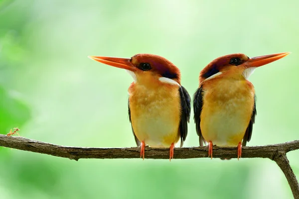 Black Suportado Oriental Anão Kingfisher Empoleirando Juntos Galho Árvore Com — Fotografia de Stock