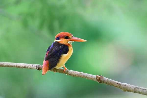 尾に黒い翼と赤い頭のくちばしを持つ枝の上の小さな鳥 黒を支持したカワセミ — ストック写真