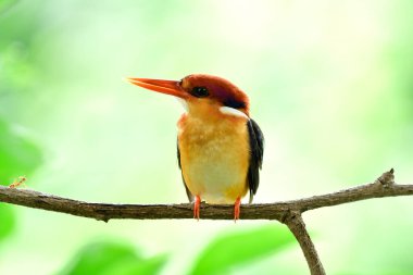 Küçük kırmızı karınca ve kırmızı gagalı küçük turuncu bir kuş dalına tüneyip sohbet eder gibi davranıyorlar.