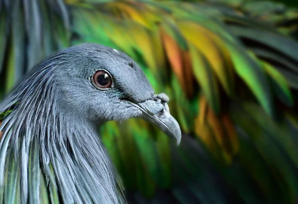 Θραύσμα Κεφαλής Από Nicobar Pigeon Γκρίζο Πρόσωπο Και Μεταλλικά Πράσινα — Φωτογραφία Αρχείου