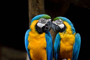 Papağan kuşlarını öpmek, mavi ve altın papağanlar birbirlerini öperken aşık olmak.