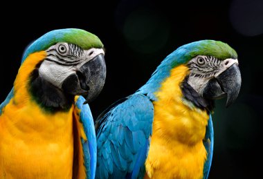 Mavi ve altın renkli papağan kuşlarının yüzleri, keskin göz ve tüyleriyle fotoğrafçıya teşhir edilir.