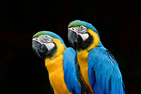 Pájaros Azules Amarillos Exponen Sobre Fondo Negro Hermoso Loro Guacamayo — Foto de Stock