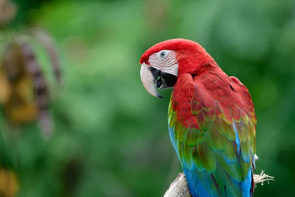 Guacamayo Rojo Verde Ara Chloropterus Vista Lateral Posterior Con Plumas — Foto de Stock