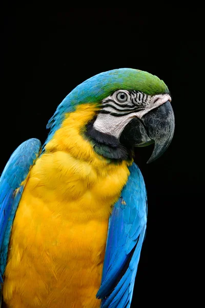 Cerca Cara Guacamayo Azul Oro Con Ojos Afilados Plumas Sobre — Foto de Stock