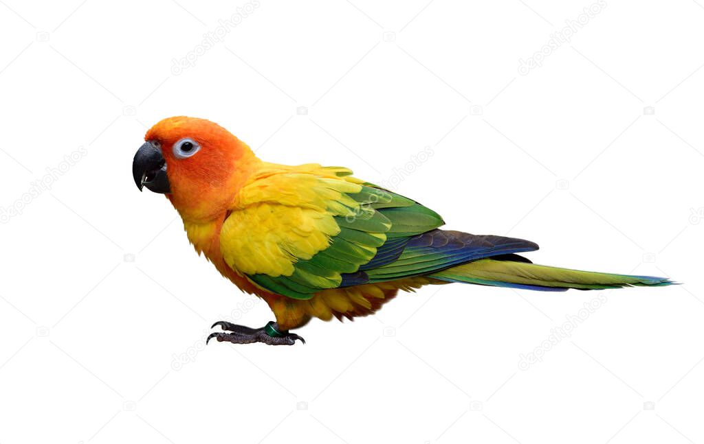 sun conure (Aratinga solstitialis) lovely yellow parakeet with beautiful green and blue feathers mixing isolated on white background