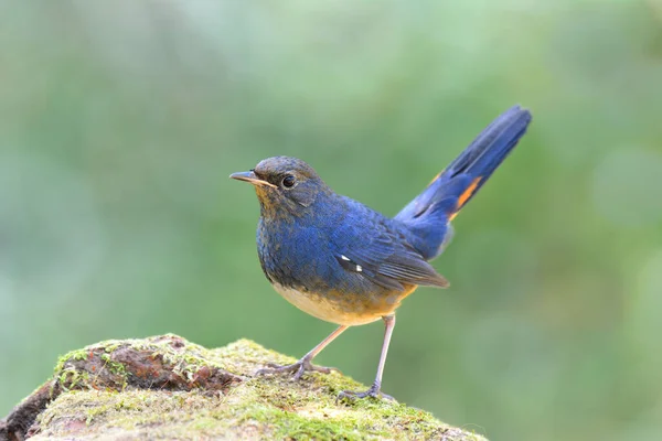 Vientre Blanco Rojizo Luscinia Phaenicuroides Hermoso Pájaro Azul Con Cola — Foto de Stock