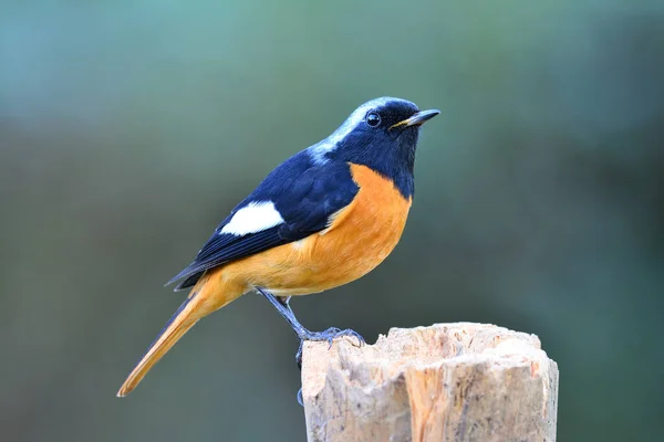 Männchen Des Hausrotschwanzes Phoenicurus Auroreus Farbenprächtigster Vogel Mit Orangefarbenem Bauch — Stockfoto