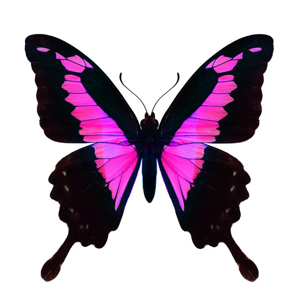 Luxe Roze Swallowtail Vlinder Kleur Transpanrecny Geïsoleerd Witte Achtergrond Exotisch — Stockfoto