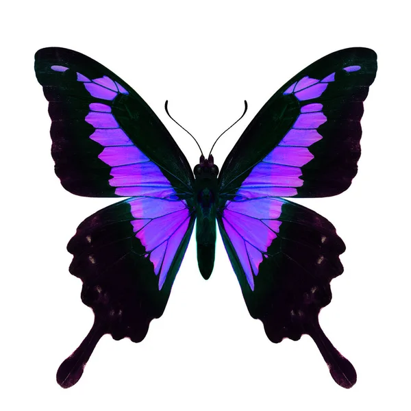 Phantasie Lila Bis Rosa Schwalbenschwanz Schmetterling Farbe Transpanrecny Isoliert Auf — Stockfoto