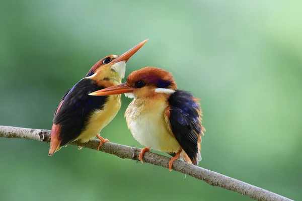 Lovely Beautiful Pair Orange Black Wings Oriental Dwarf Black Backed — Stock Photo, Image