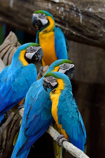family of blue and gold macaw together perching on timber roosting in zoo aviary, exotic bird