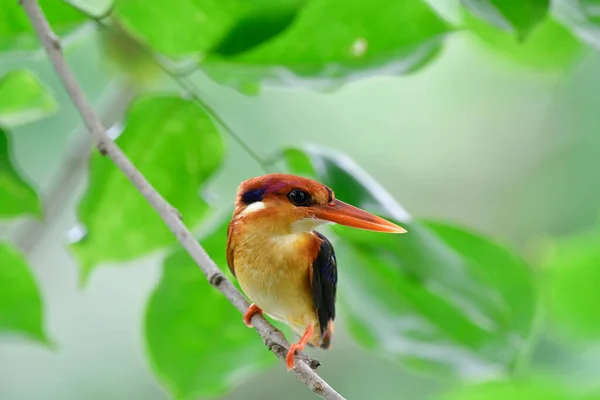 Preto Apoiado Oriental Anão Kingfisher Poleiro Suspensão Branc Árvore Fina — Fotografia de Stock