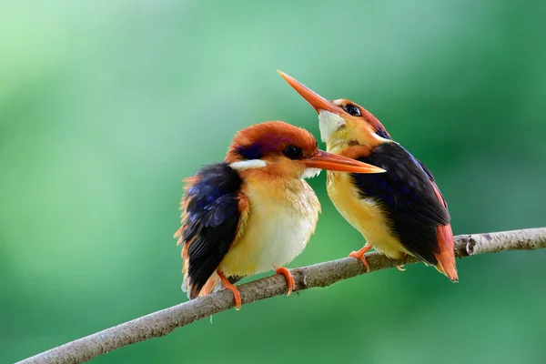 Pair Black Backed Oriental Dwarf Kingfisher Teasing Each Other Dueing — Stock Photo, Image