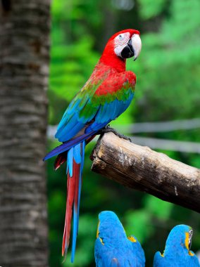 Beautiful Green-winged Macaw perching on a branch clipart