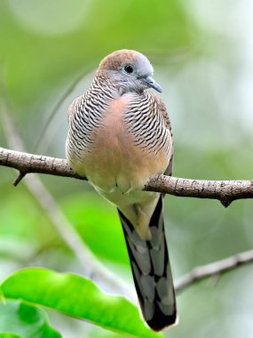 Beautiful of Zebra Dove (Geopelia striata) perching on the tree branch with nice background clipart