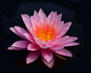 Güzel Pembe Su Zambağı ya da Nilüfer çiçeği siyah arka planda