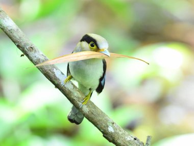 Güzel gümüş göğüslü Broadbill (Serilphus lunatus) yuvasını yapmak için yaprak topluyor