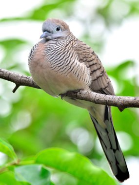 Güzel Zebra Güvercini (Geopelia striata) ağaç dalında güzel bir arka plan ile pwexhing