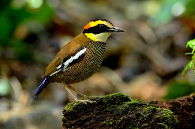 Yosunlu kütüğün üzerinde Banded Pitta 'nın dişisini arayan bir taraf.