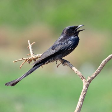 Siyah drogo, Dicrurus Macrocercus, güzel bir arka planı olan güzel bir kuş.
