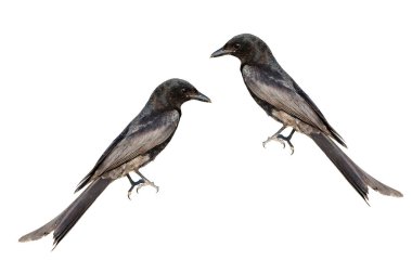 İzole edilmiş beyaz arka planda Black Drongo 'nun güzel ve detaylı detayları.