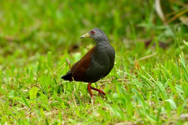 Siyah kuyruklu Crake çim tarlasında