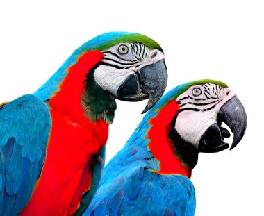 Mavi ve kırmızı kuşlar