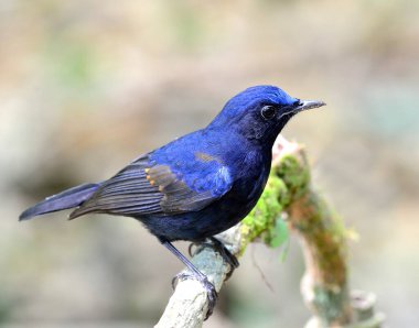 Mavi kuş, erkek beyaz kuyruklu Robin, dalın üzerinde duruyor (Cinclidium lucurum)